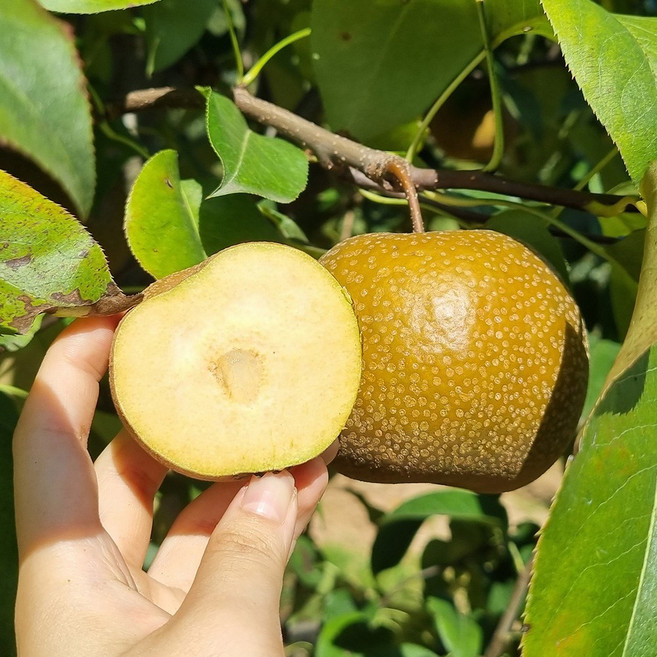 세상모든농부 토종 야생 돌배 산돌배, 광양 참돌배 5kg, 1개