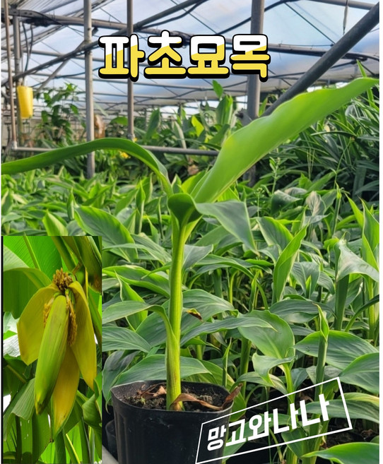 파초묘목(바나나계열)무사바스주, 1개