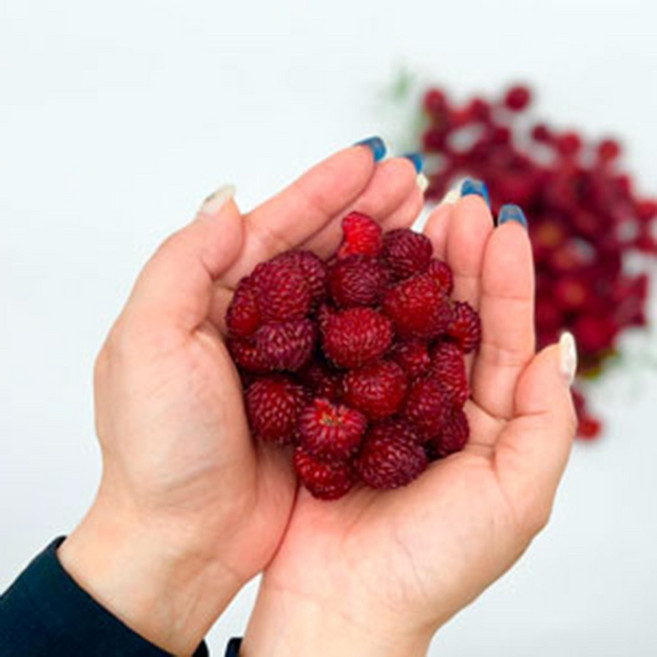 경북 고당도 새콤달콤 급냉 산딸기 생과 당일수확 산지직송 500g 1kg, 2박스