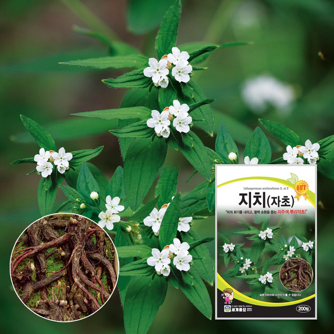 지치 200립 / 약초 토속종자 자초 씨앗, 1개