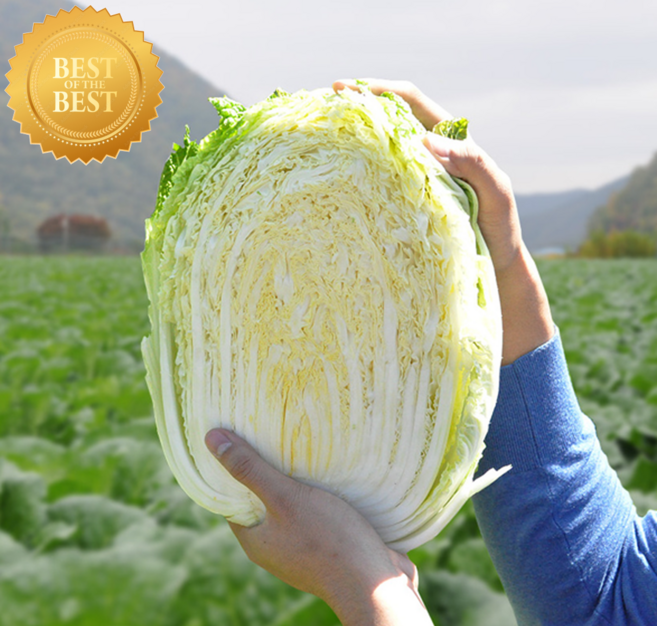 [산지직송] 맛있는 강원도 고랭지 절임배추 HACCP인증 국내산 천일염 김장배추, 도착예정일대로 발송 (별도요청 시 요청사항란에 기재), 1박스, 10kg