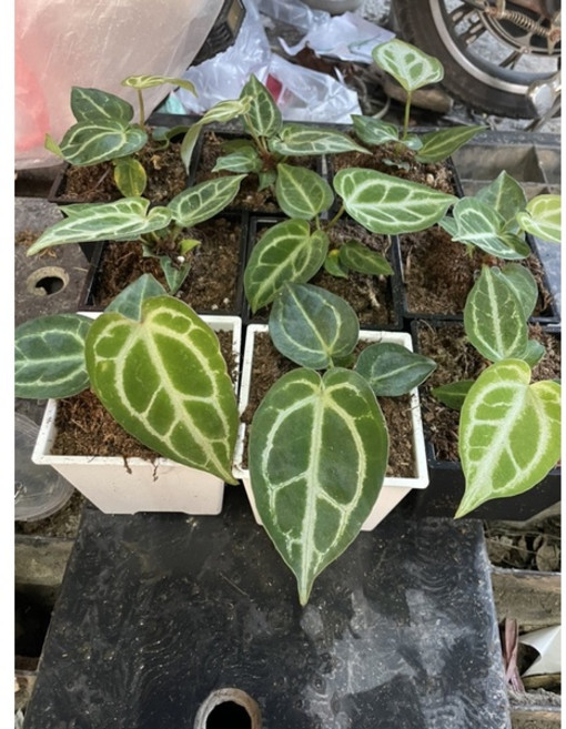 霏霏園藝 水晶花 (獨花紋 美國品種) 4吋盆