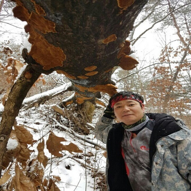 산약초이야기 자연산 황철상황버섯 200g, 500g, 1개