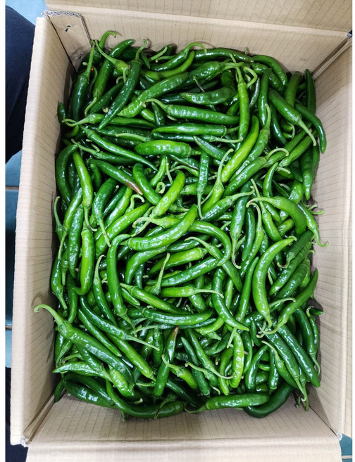 청양고추 매운청양고추 매운고추 땡초고추 땡초 1kg, 청양고추 못난이 5kg, 1개