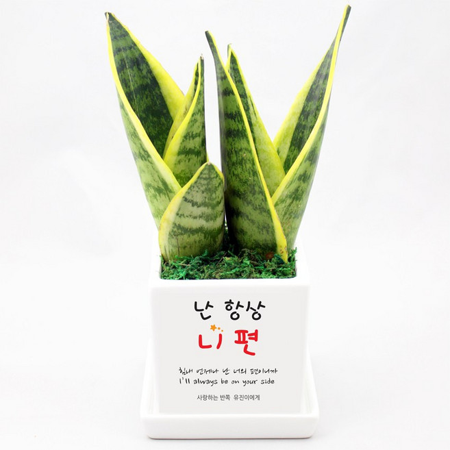 그린조아 응원 기념일 메세지 미니 화분 키우기쉬운 실내 공기정화식물 가족 연인 친구 부모님 나만의 문구 축하 선물 답례품 단체 홍보 용품 금전수 천냥금 테이블야자 행운목 스투키, 쇼핑백X, 1개