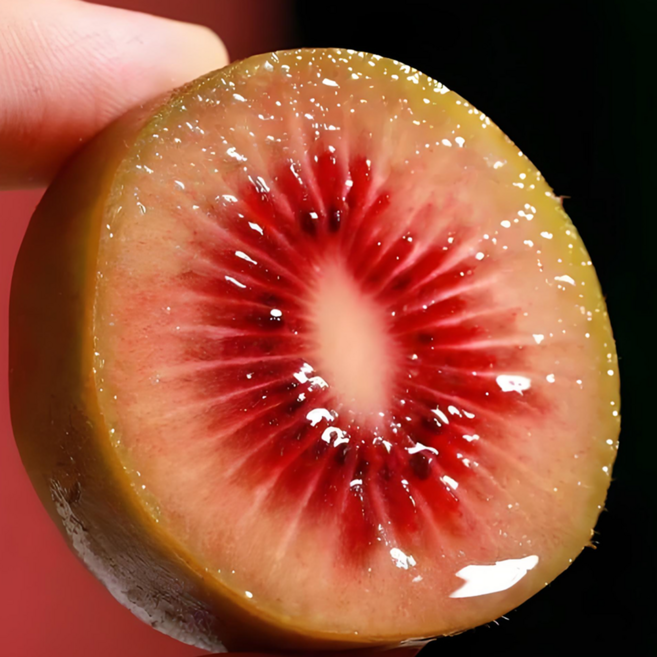 [달콤끝판왕]제철과일 초특가 과즙폭발 루비 레드키위, 1박스, 5과