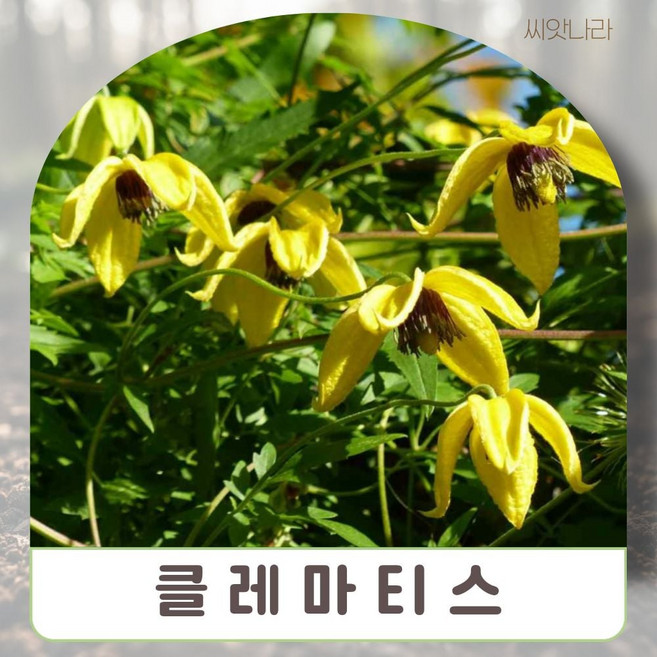 클레마티스 노랑 씨앗 15립 희귀 나라 꽃씨 야생화 pur+74686pU