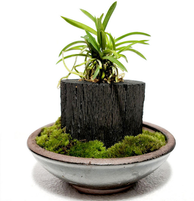 [황금뒤주] 숯분재 통숯풍난옹기(중), 1개