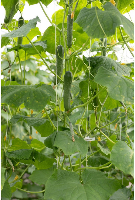 [신일농산] 국내산 백오이 10kg 백다다기 백다대기, 1박스, 10kg (보통/못난이)