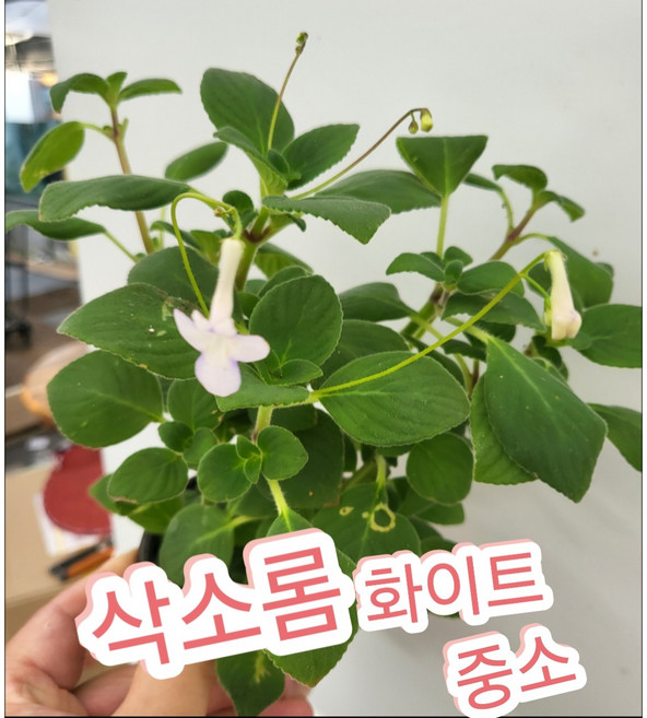 삭소롬 화이트, 1개