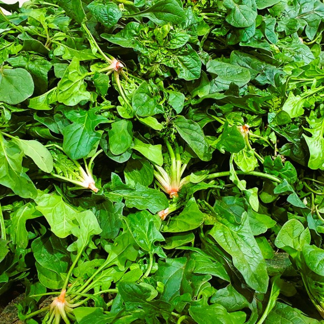 [37년째] 남해 보물초 시금치 섬초, 1세트