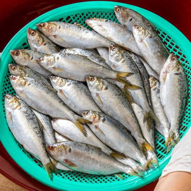 고급스러운특상품 고소한 제철 생물 구이용 전어 500g =4 900원! 특상품인것을 꼭기억해주세요, 1개