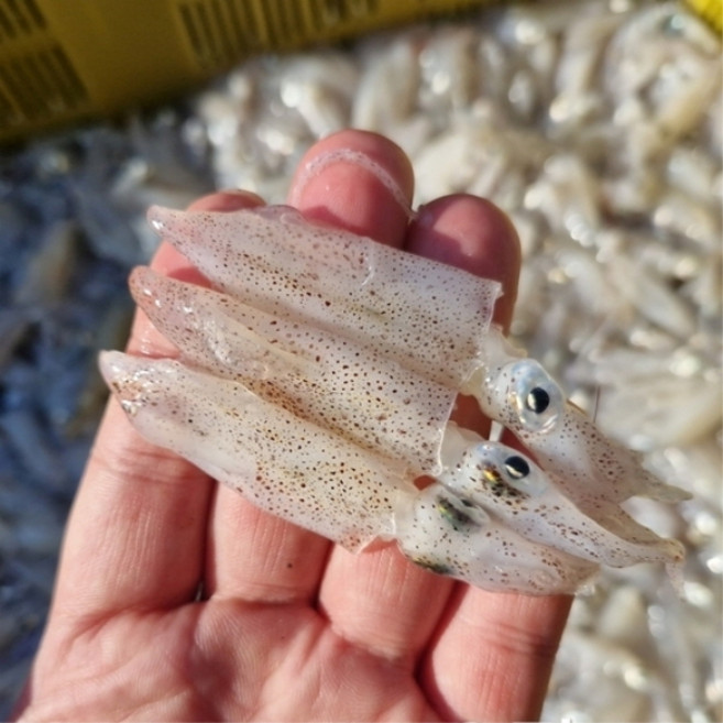 국내산 생물 호래기 500g 꼴뚜기 호래기회