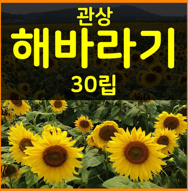 꽃씨몰 꽃씨 봄 파종 여름꽃씨 가을 노지월동 다년생 야생화 양귀비 종자 꽃씨앗, 1개