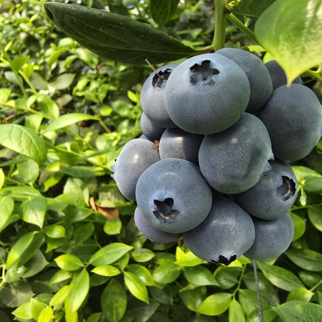 [무농약] 제주 국산 무농약 블루베리 특 왕특 왕, 1개, 무농약 블루베리 500g (특)