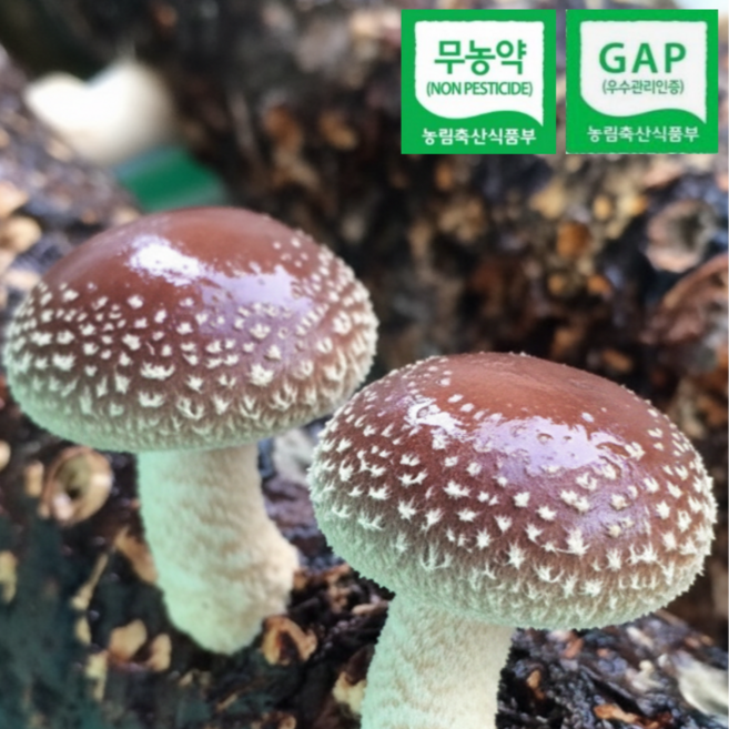 [타임특가] 국내산 친환경 GAP인증 무농약 표고버섯, 1개, 2kg(공품)