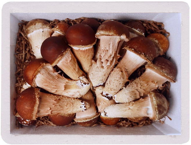 [햇담송]무농약 국내산 참송이버섯 특대사이즈 최상급 진한 송이향의 고급버섯, 1박스, 1kg 최상급 특대사이즈