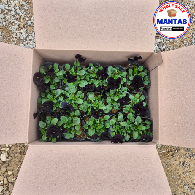 비올라 블랙 4치 15개세트 희귀한꽃 희귀한색상, 1개