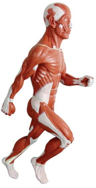 인체근육전신모형(고무제)