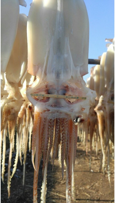 포항 구룡포 피데기 반건조 오징어 당일바리 오징어, 10개, 10미 대(1.3kg)