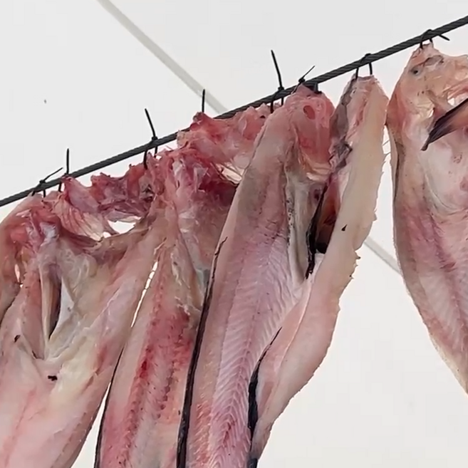 당일조업 반건조 물메기 특대, 1박스, 반건조 50% 물메기(건조 전 1kg)