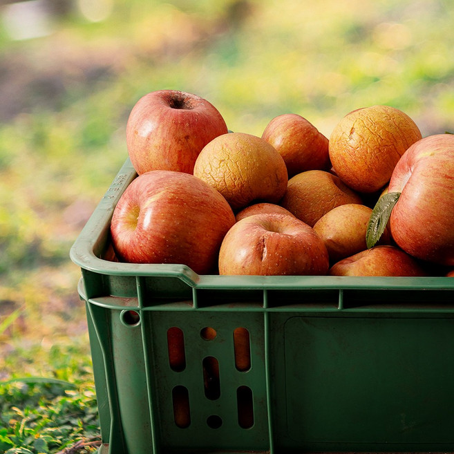 [이푸른] 가정용 실속사과 흠과 2kg 8-10과, 1