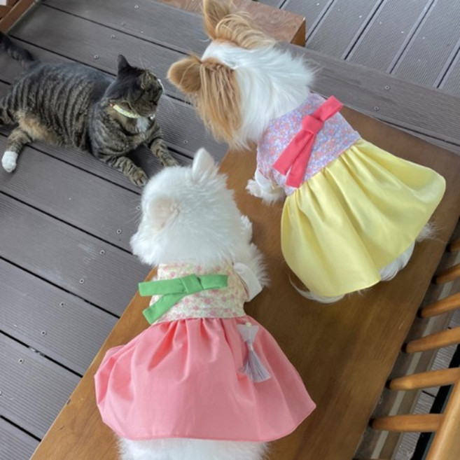 강아지한복 작은아씨 고양이한복 애견 S, 옐로우치마