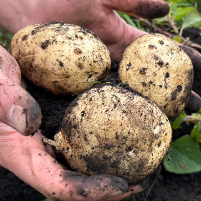 국내산 햇감자 수미 감자 2kg, 1개, 10kg(중 40-70g)