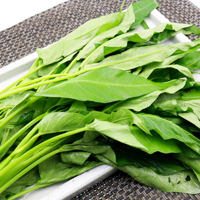 국내산 공심채 모닝글로리 당일수확, 1개, 1kg (개별)