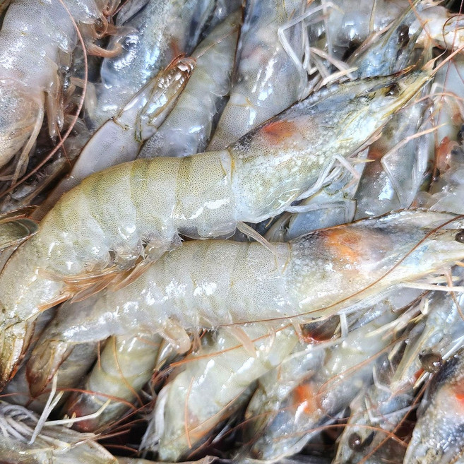 수산잇츠 냉동 흰다리새우, 1개, 500g(15미)