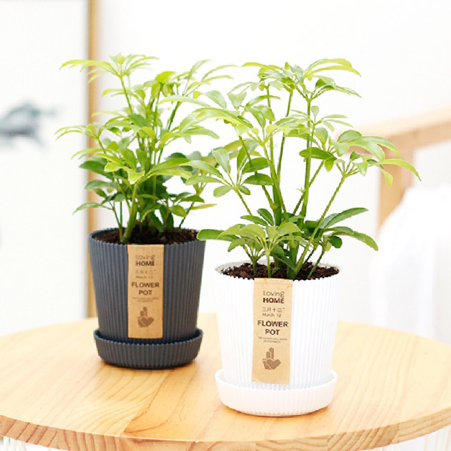 골지화분 실내 인테리어 실내공기정화식물 소형, 골지화분네이비 홍콩야자, 1개