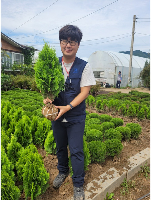 황금측백나무 울타리용나무 산소(50cm ~60cm), 60-70cm