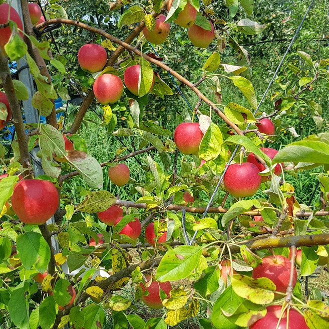 국내산 경북 미니 사과 루비에스 알프스오토메, 1박스, 2kg(대과)