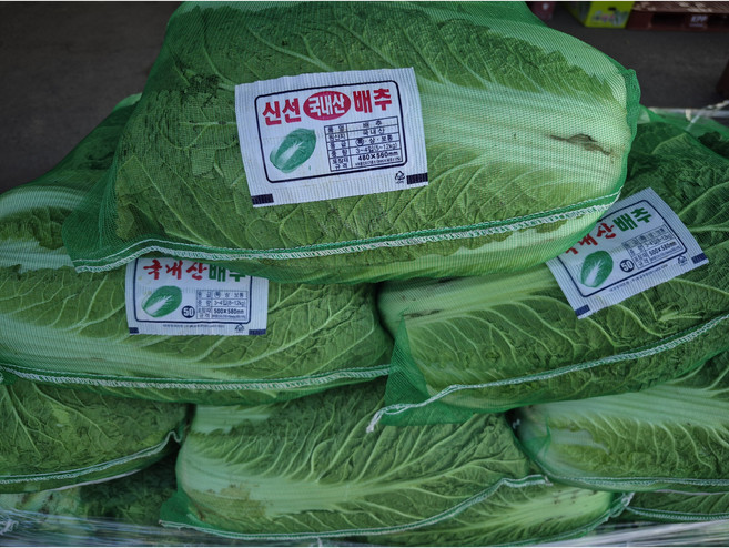 [좋은야채] 해남배추 통배추 생배추 망배추 김장배추 배추 1망 3포기, 7kg, 1개