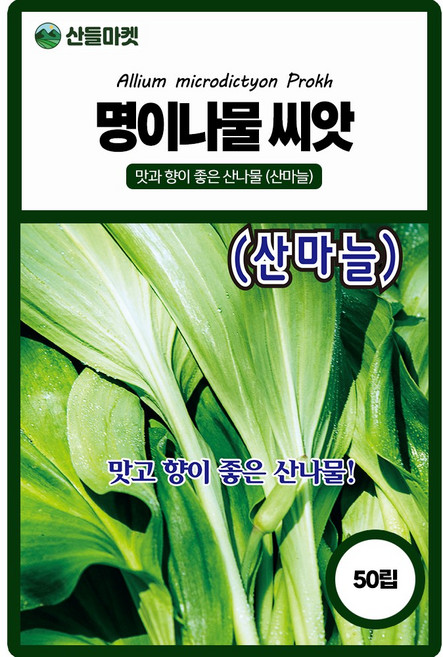 산들마켓 명이나물 산마늘 씨앗 50립 식물 전체에서 마늘향이 나는 맛이 좋은 산나물 히트품종 종자, 1개