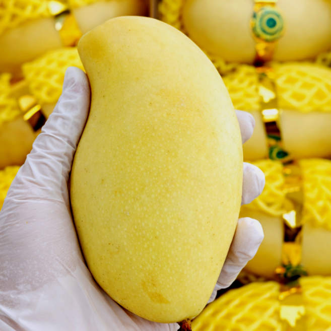 프리미엄 태국 생 골드망고 고당도 선별 망고, 1개, 1kg