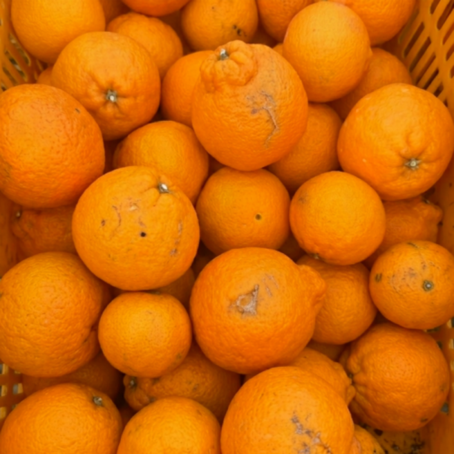 [품질보장] 고당도 제주 한라봉, 1박스, 가정용 10kg (사이즈 혼합)