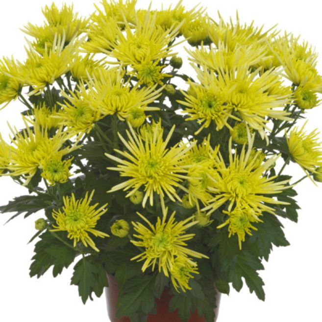 어린모종 국화 포트멈 중륜 8cm분, 아난시 옐로, 1개