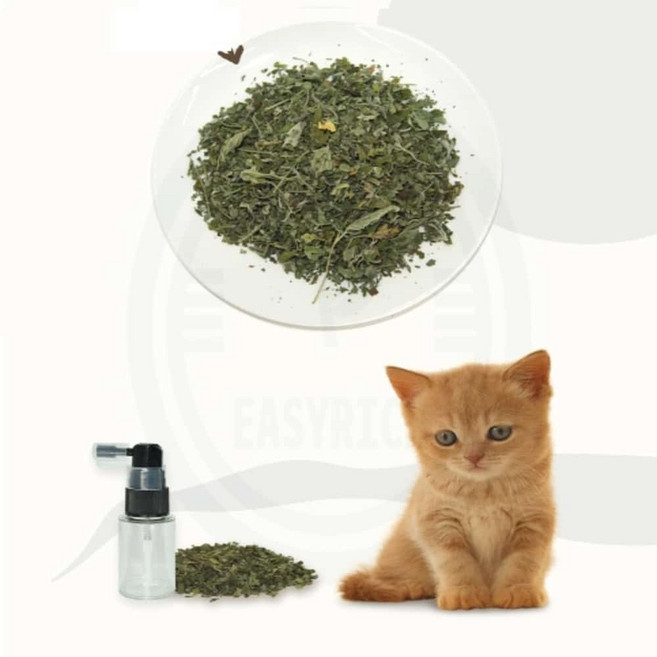 포근한잡화점 천연 캣닢 & 분무기 고양이스크래쳐 고양이스트레스완화, one, 1개
