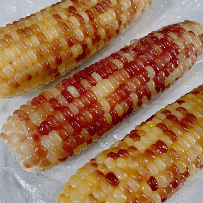 존득쫀득 찰기가 가득하고 고소한 홍찰옥수수, 1세트, 홍찰옥수수 왕특대 30입