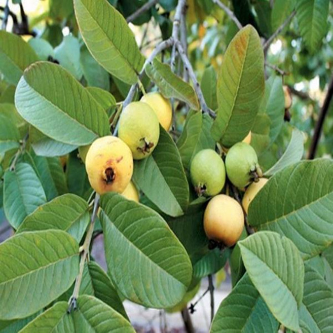 구아바나무/수고1m~1.2m(결실주)/묘목/h1276, 1개