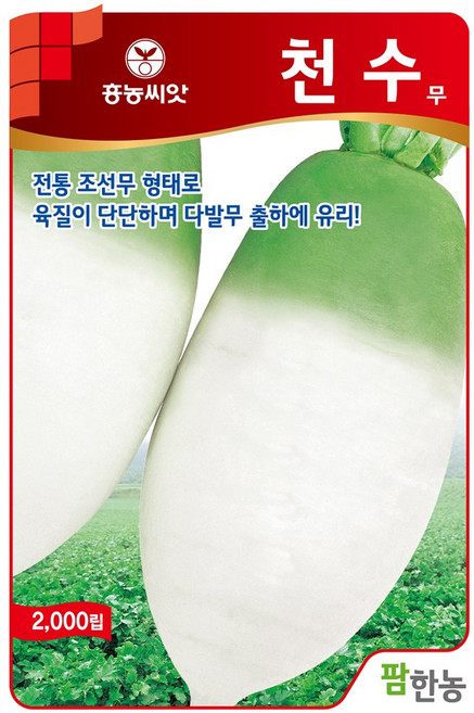 [모종심는아빠] 육질이 단단하여 다발무 출하에 유리한 천수무 종자2000립, 1개