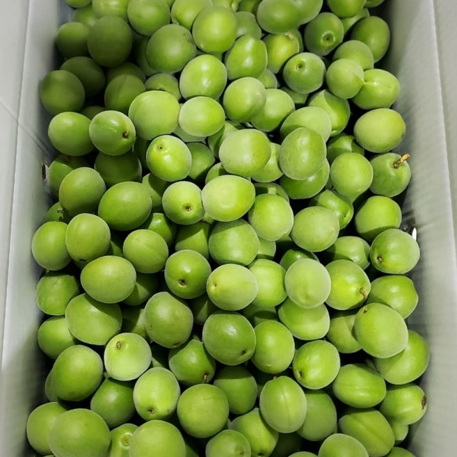 국내산 청매실 매실주 장아찌용 제철 매실, 1박스, 10kg 혼합과