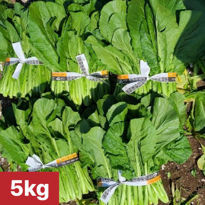 [여수 청년농부] 당일제조 국내산 생갓 여수돌산생갓, 1개, 5kg