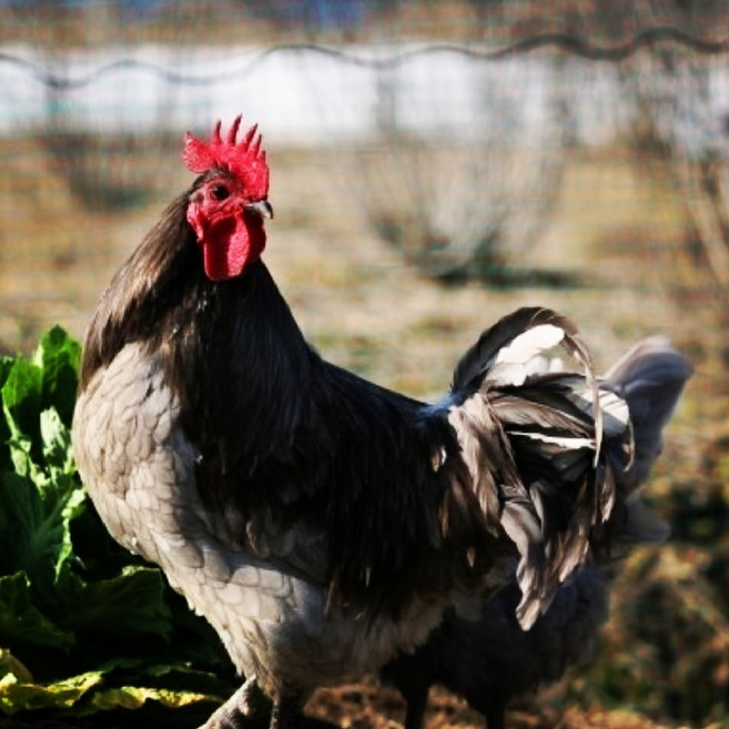 청란 부화용 자연청계란 낙각 1번 식용 가능 유정란 파랗고 예쁜 유명대학농장 좋은 납품 성적 고성 금강산 금강초계 원조 30년 약초원 방사 발효사료 EM 자활수 MSM유황, 1개, 20구