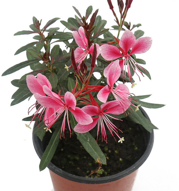 갑조네 바늘꽃(소품) 야생화 예쁜 꽃, 1개, 단일