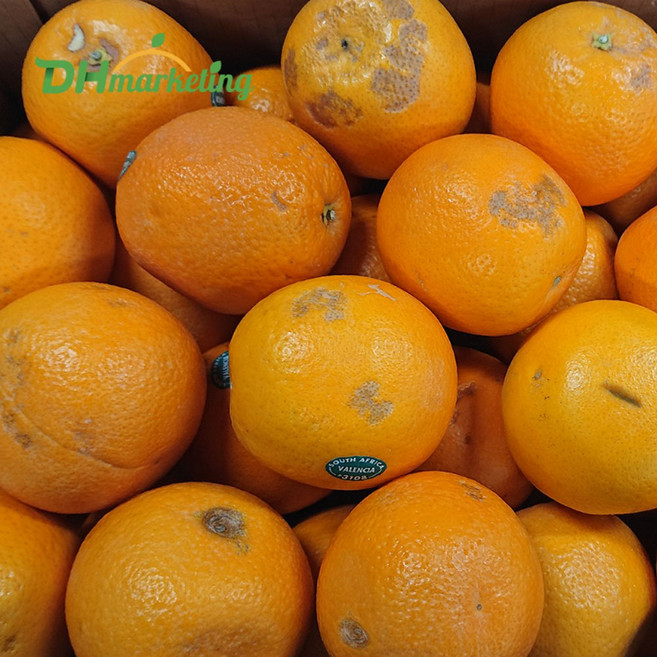 못난이 오렌지 5kg, 1박스