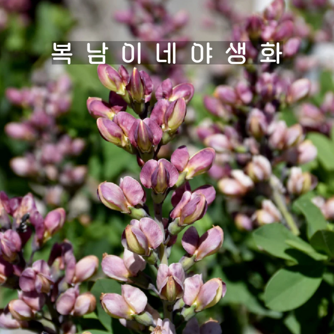 밥티시아 핑크트러플 [1개 복남이네야생화 모종 갯활량나물 babtisia], 1개