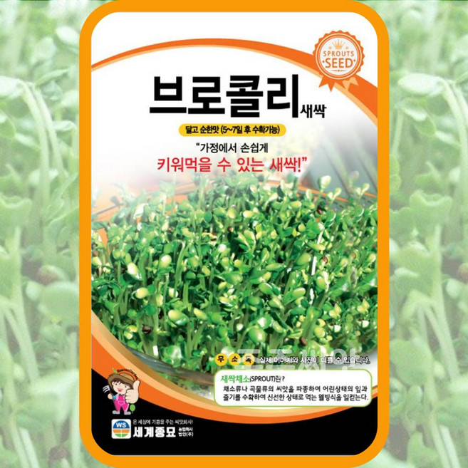 새싹브로콜리 씨앗 브로콜리싹 채소종자 6500립 새싹키우기, 1개