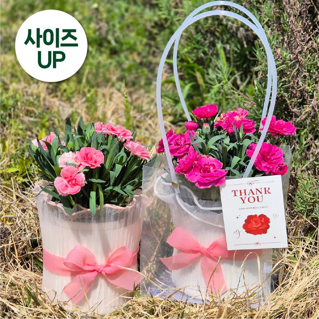 아비가든 카네이션 선물세트 생화 (특상품) 꽃선물 꽃화분 어버이날 스승의날, 1개, 2.프릴(화이트-12cm)